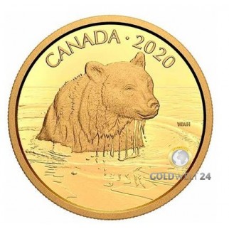 350 Dollars Gold Grizzly 2020 PP